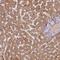 COXI antibody, NBP2-49596, Novus Biologicals, Immunohistochemistry paraffin image 