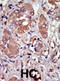 Eukaryotic Translation Initiation Factor 2 Alpha Kinase 2 antibody, abx025142, Abbexa, Immunohistochemistry frozen image 