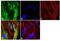 Actin Alpha 1, Skeletal Muscle antibody, MA5-12542, Invitrogen Antibodies, Immunofluorescence image 