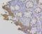 Fibrinogen Gamma Chain antibody, NBP2-76837, Novus Biologicals, Immunohistochemistry frozen image 