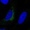 LOL antibody, HPA063583, Atlas Antibodies, Immunofluorescence image 