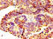 Ring Finger Protein 219 antibody, CSB-PA019878LA01HU, Cusabio, Immunohistochemistry frozen image 
