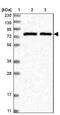 SLU7 Homolog, Splicing Factor antibody, NBP1-89343, Novus Biologicals, Western Blot image 