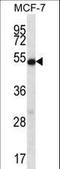 Coilin antibody, LS-C166916, Lifespan Biosciences, Western Blot image 