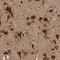 Hook Microtubule Tethering Protein 3 antibody, NBP1-81743, Novus Biologicals, Immunohistochemistry frozen image 