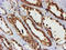 Proteasome Subunit Beta 9 antibody, LS-C173795, Lifespan Biosciences, Immunohistochemistry frozen image 
