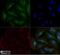 ATPase Na+/K+ Transporting Subunit Alpha 1 antibody, NBP2-61137, Novus Biologicals, Immunofluorescence image 