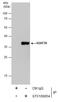 U2 Small Nuclear RNA Auxiliary Factor 1 antibody, GTX106854, GeneTex, Immunoprecipitation image 