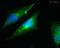 PRKCA-binding protein antibody, ab3420, Abcam, Immunocytochemistry image 