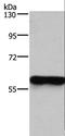 Major Facilitator Superfamily Domain Containing 2A antibody, LS-B15803, Lifespan Biosciences, Western Blot image 