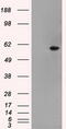 Nuclear Receptor Binding Protein 1 antibody, CF500457, Origene, Western Blot image 