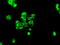 Fermitin Family Member 2 antibody, M03653, Boster Biological Technology, Immunofluorescence image 