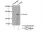 Cytoplasmic FMR1 Interacting Protein 2 antibody, 16011-1-AP, Proteintech Group, Immunoprecipitation image 