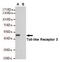 Toll Like Receptor 3 antibody, STJ99302, St John