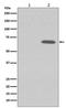 Protein Kinase AMP-Activated Catalytic Subunit Alpha 1 antibody, P00994-1, Boster Biological Technology, Western Blot image 