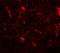 Corticotropin Releasing Hormone antibody, LS-C336175, Lifespan Biosciences, Immunofluorescence image 