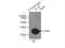 Interleukin-18 antibody, 10663-1-AP, Proteintech Group, Immunoprecipitation image 