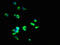 Solute Carrier Family 25 Member 40 antibody, LS-C378499, Lifespan Biosciences, Immunofluorescence image 