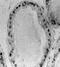 Estrogen Receptor 2 antibody, GTX25786, GeneTex, Immunohistochemistry paraffin image 