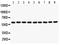 SMAD Family Member 4 antibody, PB9397, Boster Biological Technology, Western Blot image 