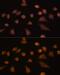 Phospholipid hydroperoxide glutathione peroxidase, mitochondrial antibody, GTX54095, GeneTex, Immunofluorescence image 