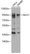 MutL Homolog 1 antibody, GTX55706, GeneTex, Western Blot image 