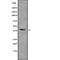 Homeobox A2 antibody, abx216011, Abbexa, Western Blot image 