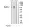 Calpain 11 antibody, TA315153, Origene, Western Blot image 