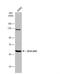 Zinc Finger With KRAB And SCAN Domains 3 antibody, NBP1-31566, Novus Biologicals, Western Blot image 