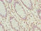 Ubiquitin Like 3 antibody, LS-C394779, Lifespan Biosciences, Immunohistochemistry paraffin image 