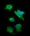 Synaptosome Associated Protein 25 antibody, A01625, Boster Biological Technology, Immunofluorescence image 