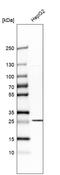 Solute Carrier Family 25 Member 10 antibody, HPA023048, Atlas Antibodies, Western Blot image 
