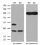 RB Binding Protein 7, Chromatin Remodeling Factor antibody, MA5-25715, Invitrogen Antibodies, Western Blot image 