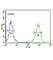 Melanocortin 3 Receptor antibody, abx034077, Abbexa, Western Blot image 