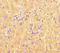 Malic Enzyme 1 antibody, orb43585, Biorbyt, Immunohistochemistry paraffin image 