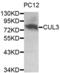 Cullin 3 antibody, abx001001, Abbexa, Western Blot image 