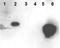 High Mobility Group Nucleosome Binding Domain 1 antibody, orb345524, Biorbyt, Western Blot image 