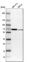 Myocyte Enhancer Factor 2D antibody, HPA007114, Atlas Antibodies, Western Blot image 