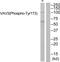 Vav Guanine Nucleotide Exchange Factor 3 antibody, AP55844PU-S, Origene, Western Blot image 