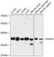 Nucleoporin 35 antibody, 14-617, ProSci, Western Blot image 