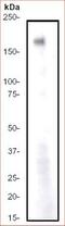 Erb-B2 Receptor Tyrosine Kinase 4 antibody, ab32375, Abcam, Western Blot image 