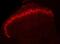 Acid Phosphatase, Prostate antibody, PAP, Aves Labs, Immunofluorescence image 