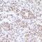 FUS RNA Binding Protein antibody, NB100-561, Novus Biologicals, Immunohistochemistry paraffin image 