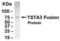 Tissue Specific Transplantation Antigen P35B antibody, XW-7909, ProSci, Western Blot image 