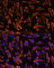 TNF Receptor Superfamily Member 11a antibody, 14-961, ProSci, Immunofluorescence image 