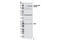 Discoidin Domain Receptor Tyrosine Kinase 1 antibody, 11994S, Cell Signaling Technology, Western Blot image 