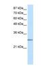 MRG Domain Binding Protein antibody, NBP1-55331, Novus Biologicals, Western Blot image 