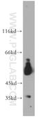 VRK Serine/Threonine Kinase 3 antibody, 15608-1-AP, Proteintech Group, Western Blot image 