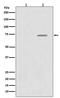 Raf-1 Proto-Oncogene, Serine/Threonine Kinase antibody, P00446-3, Boster Biological Technology, Western Blot image 