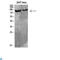 Interleukin 4 Receptor antibody, LS-C814261, Lifespan Biosciences, Western Blot image 